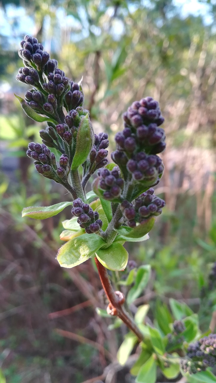 lilac  bud  nature free photo