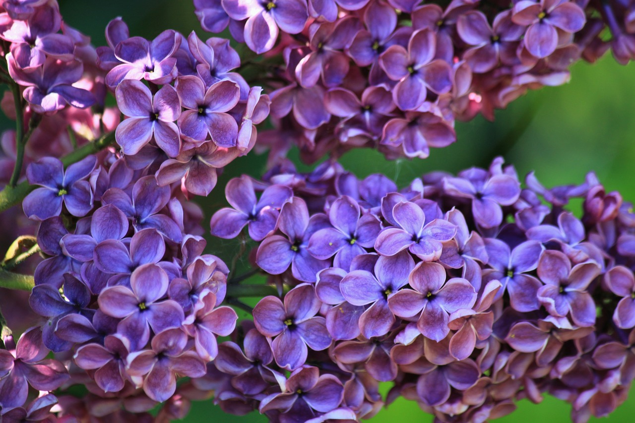lilac lilac bush lilac flower free photo