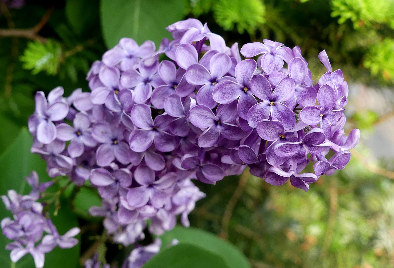 lilac  purple  spring free photo