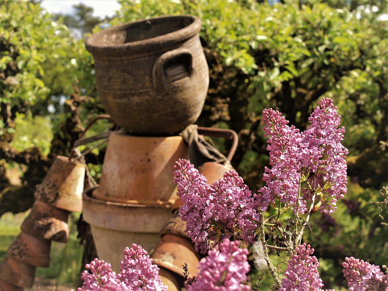 lilac  garden  flower pot free photo