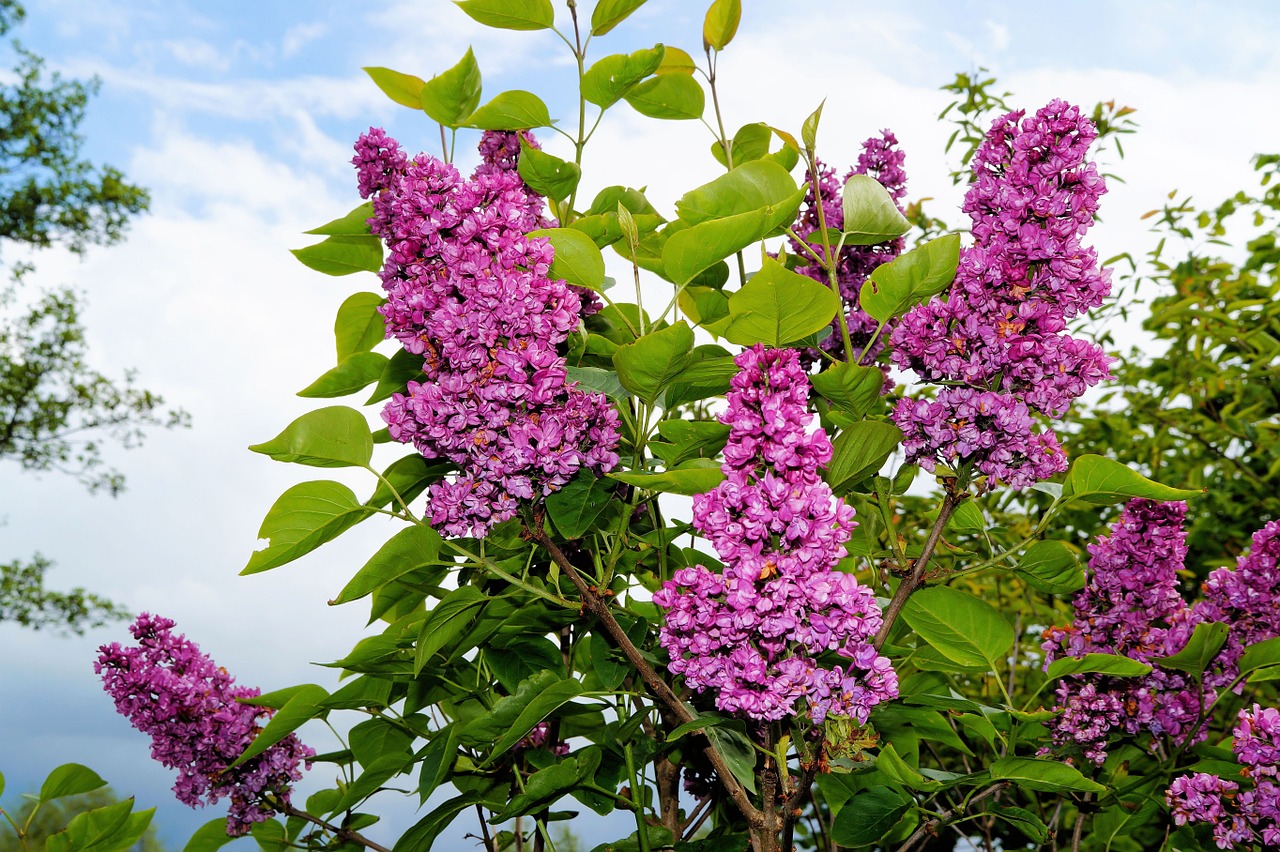 lilac ornamental shrub flowers free photo