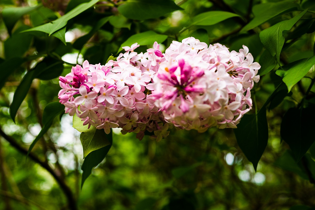 lilac  flower  garden free photo