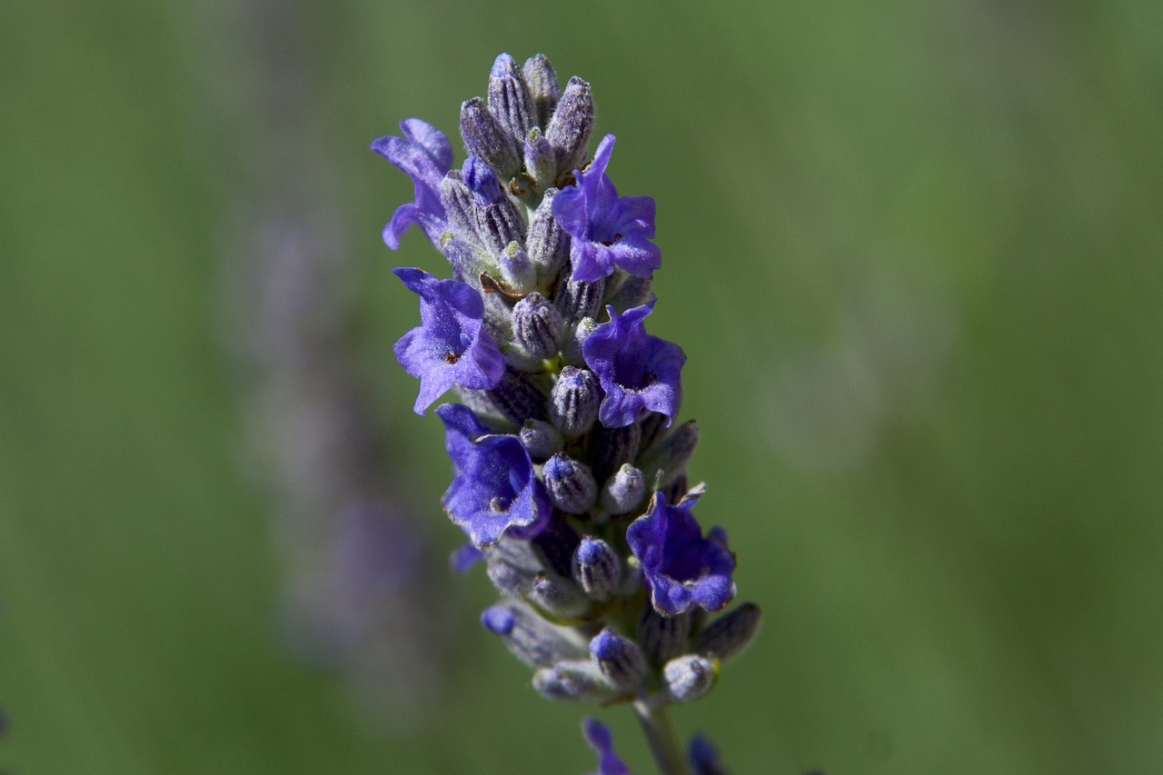 lilac  lavender  flower free photo