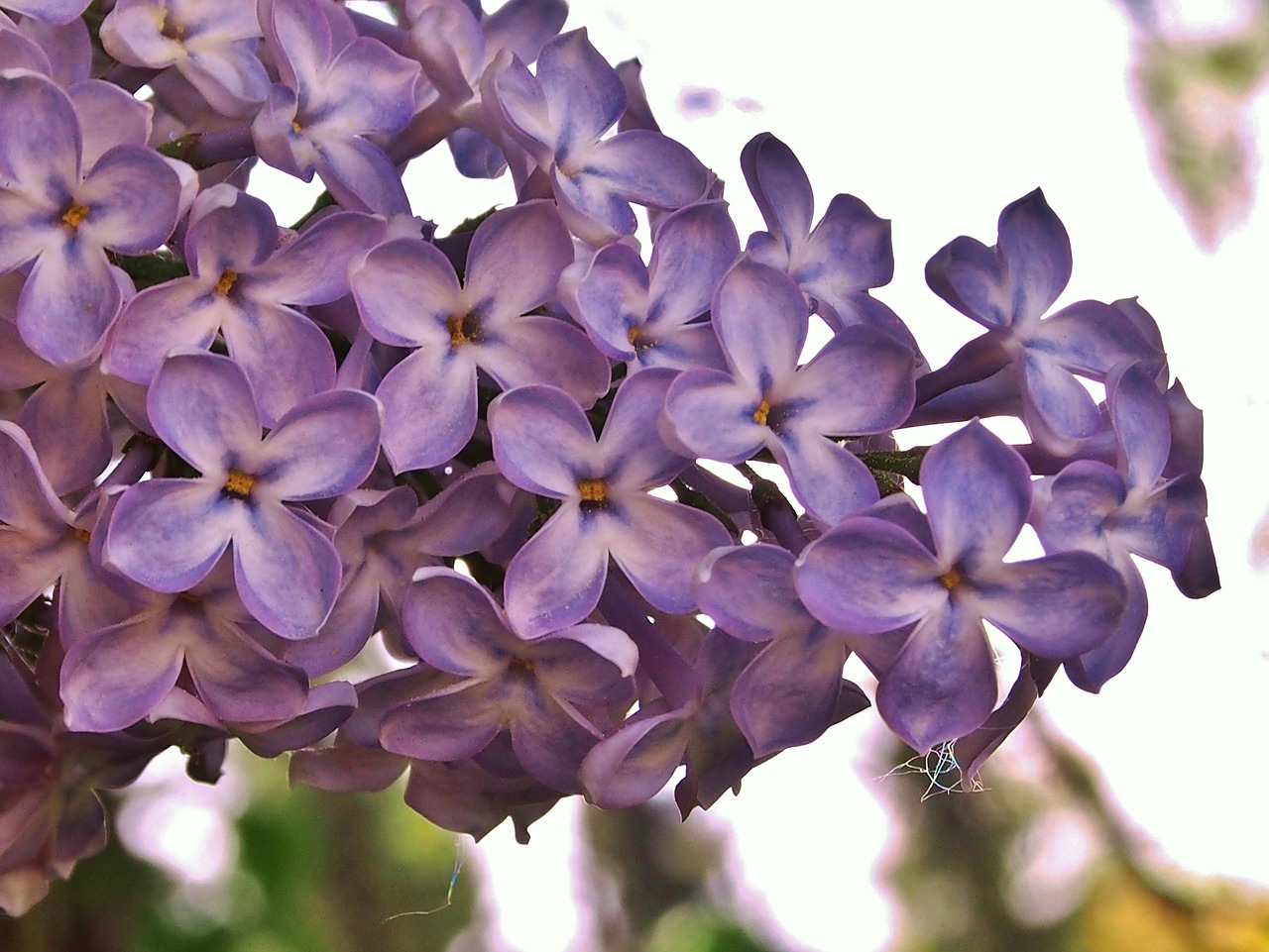 lilac  flowers  lilac flower free photo