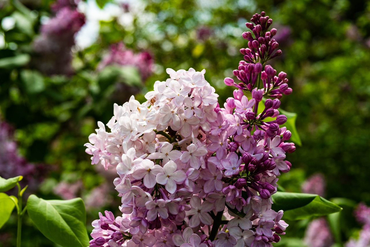 lilac  flower  garden free photo