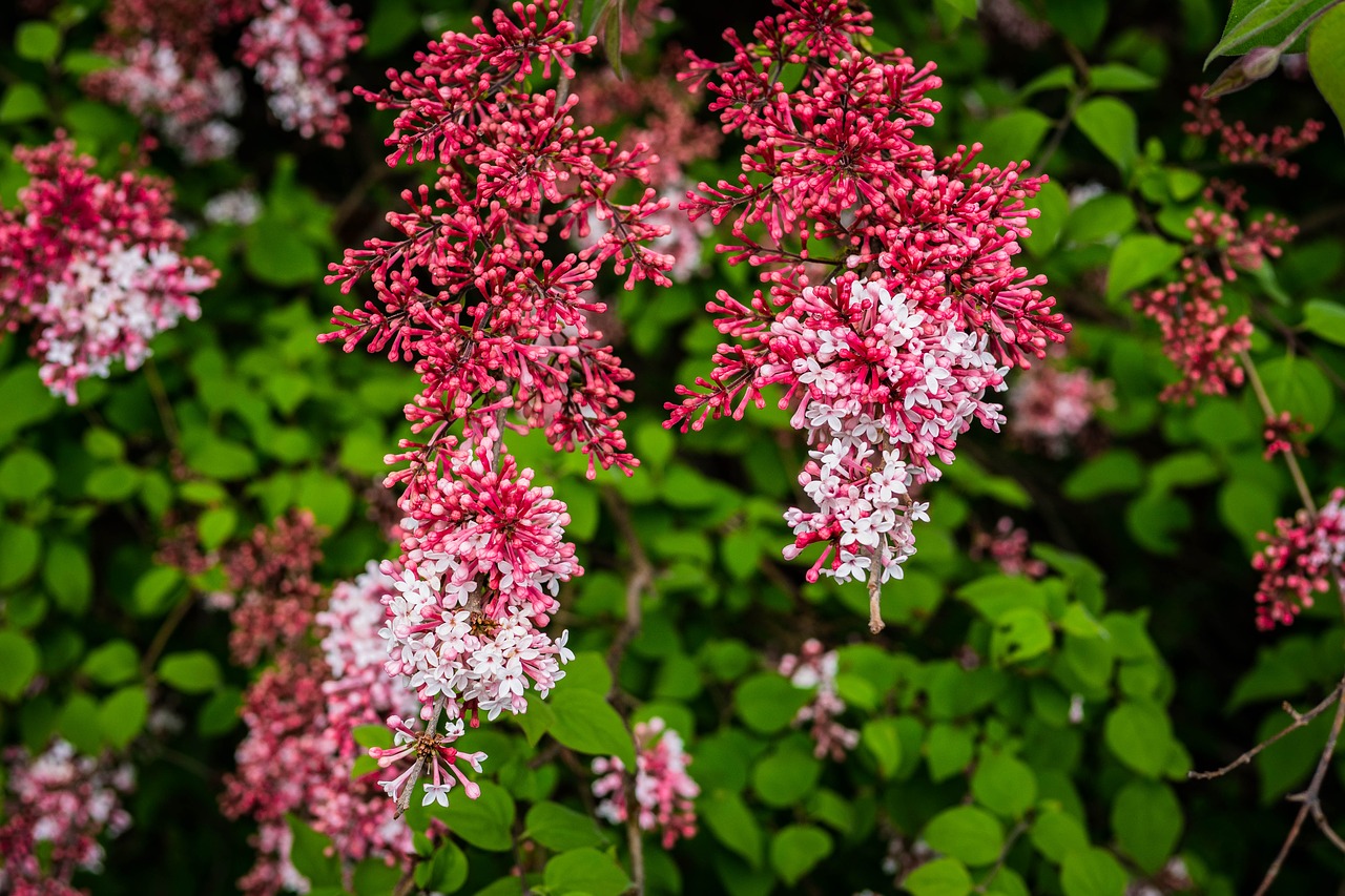 lilac  flower  buds free photo