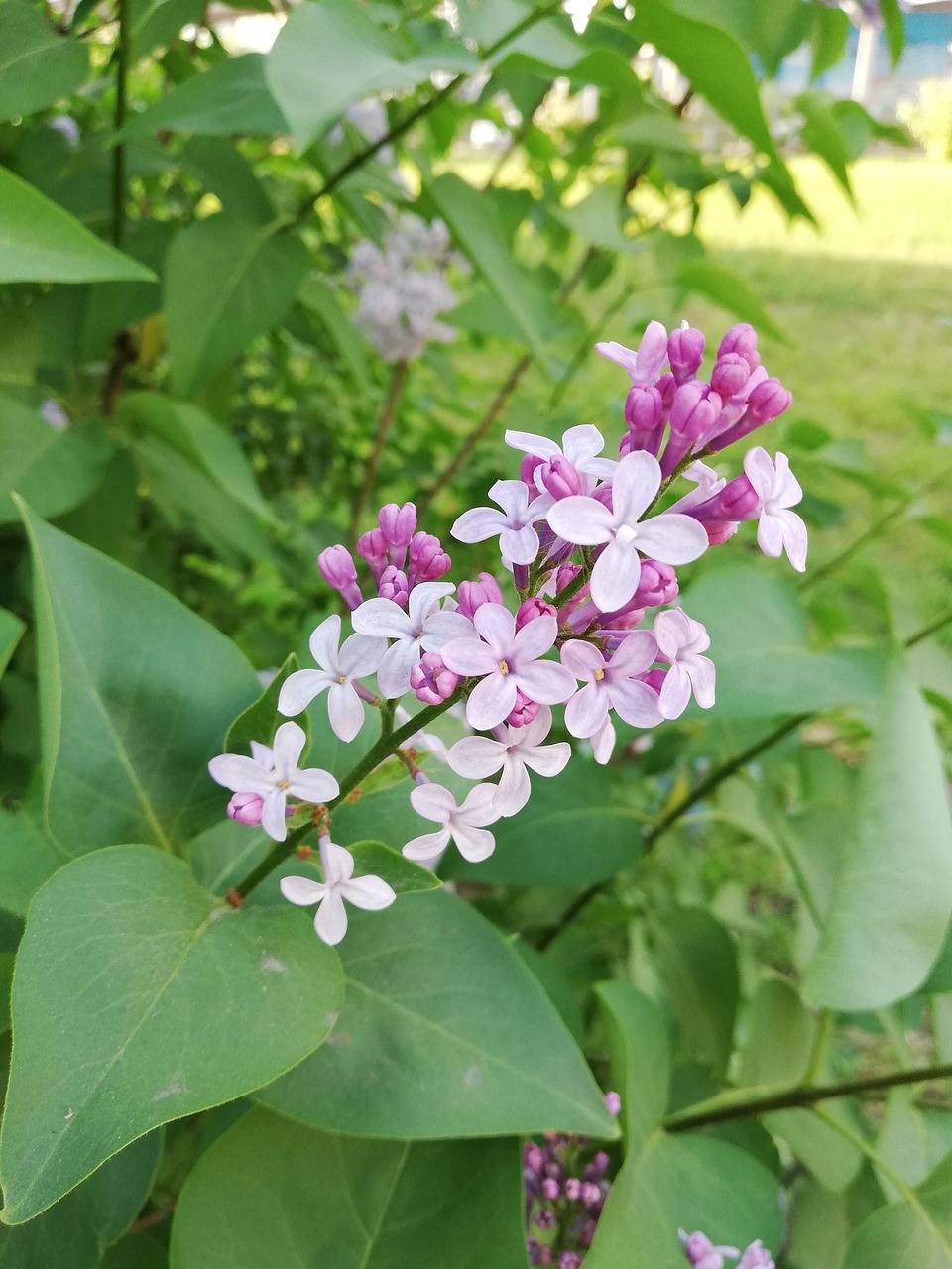 lilac  violet  flowers free photo