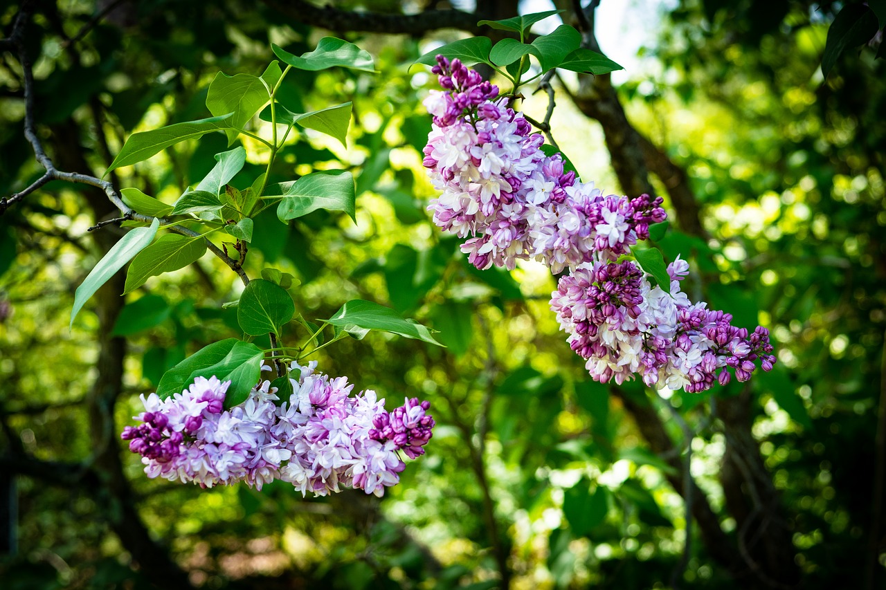 lilac  pink lilac  flower free photo