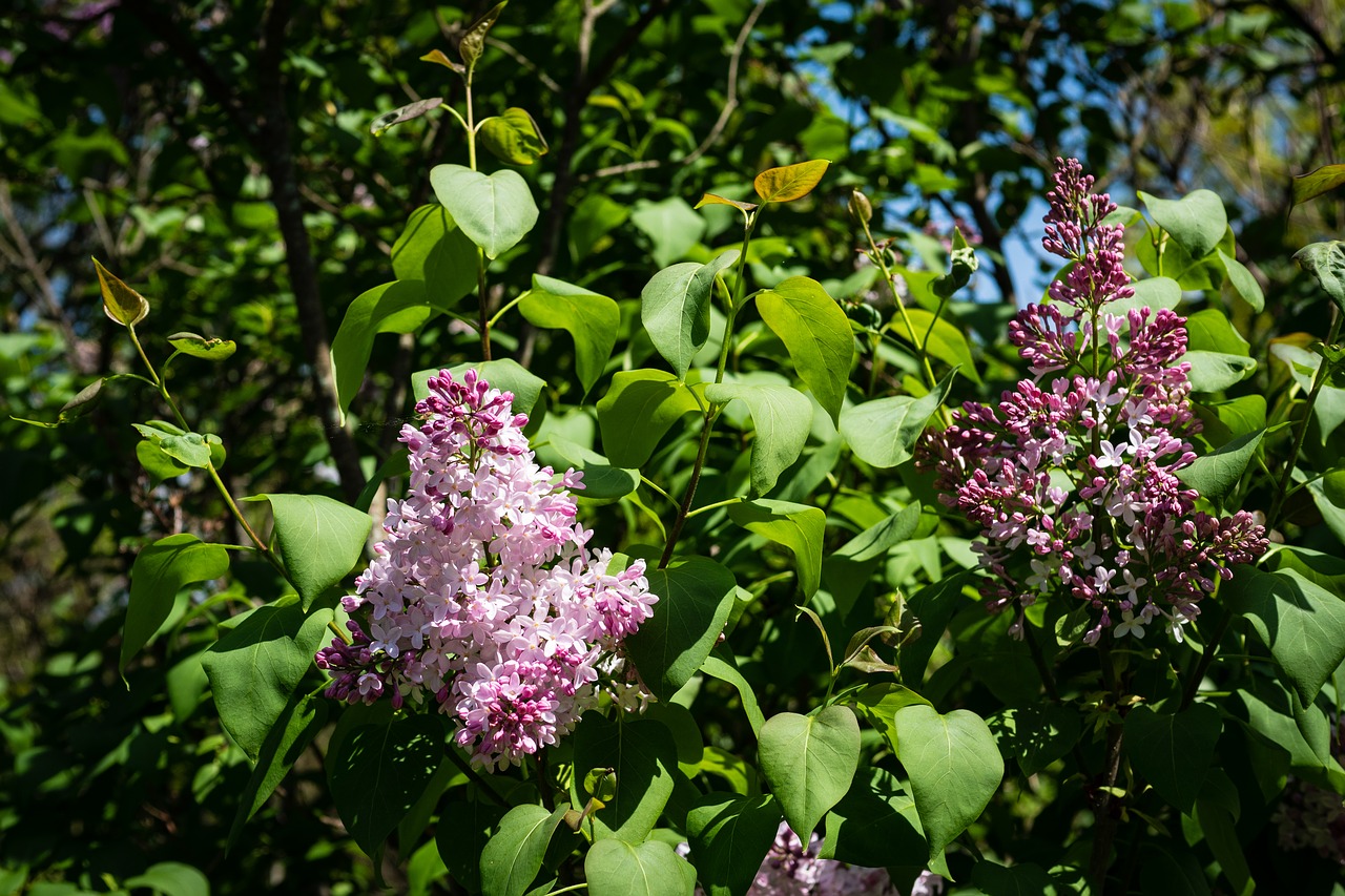 lilac  pink lilac  flower free photo