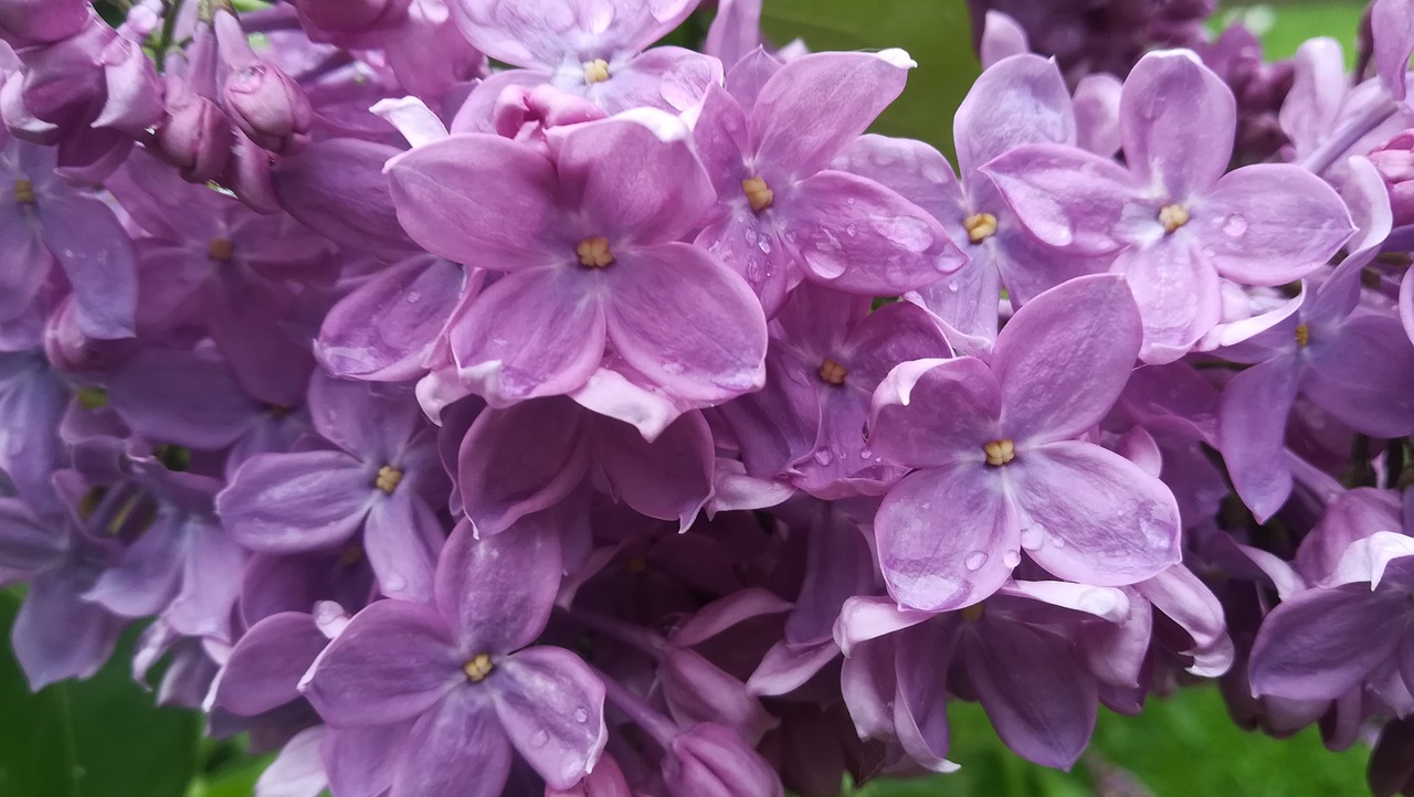 lilac  drops  rain free photo