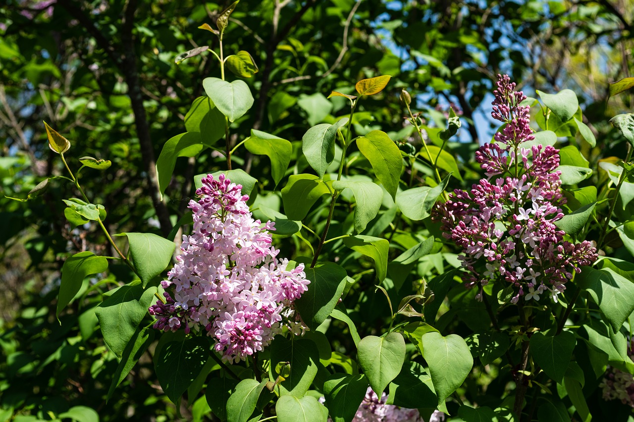 lilac  flower  spring free photo