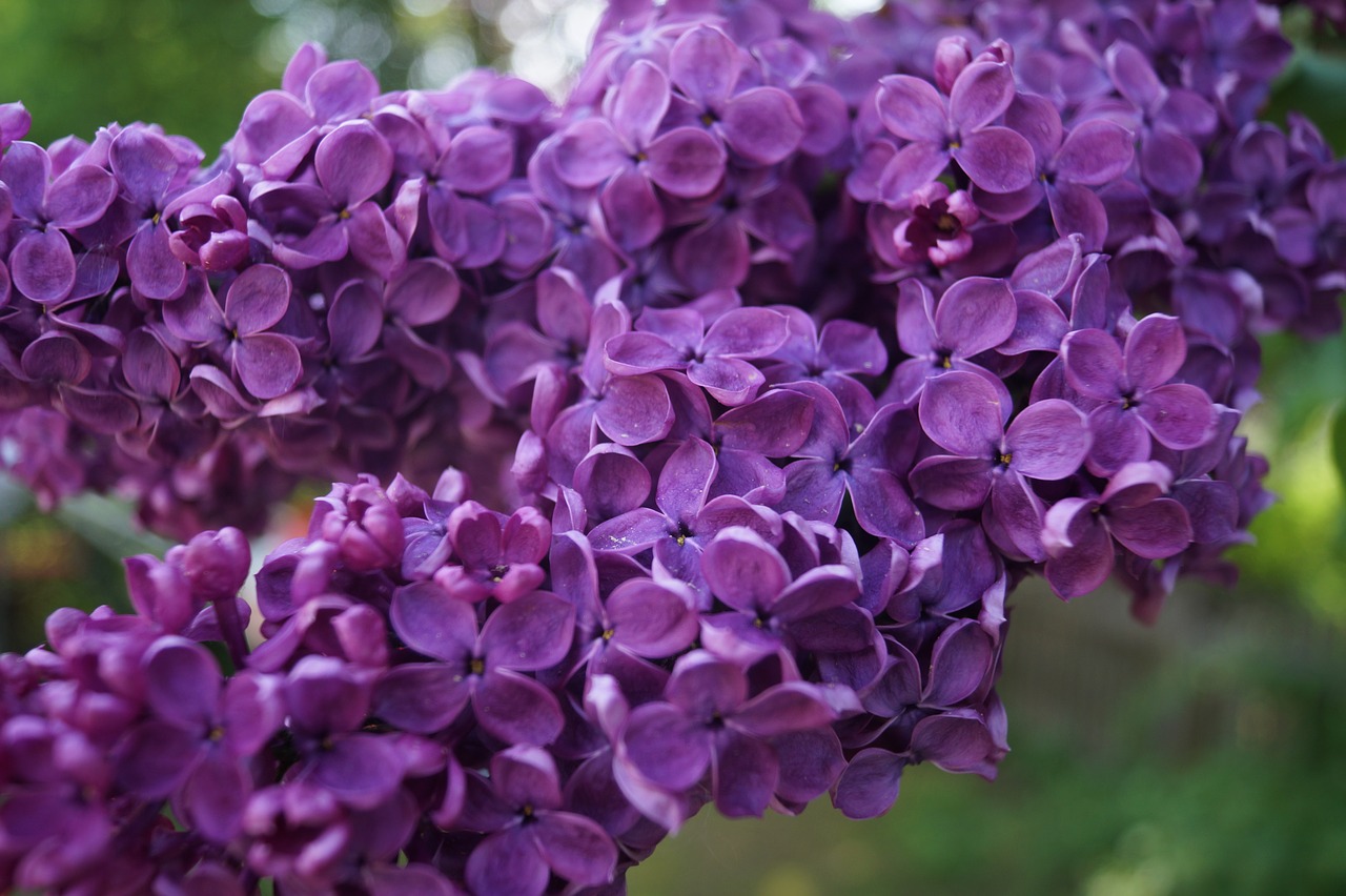 lilac  purple  strong free photo