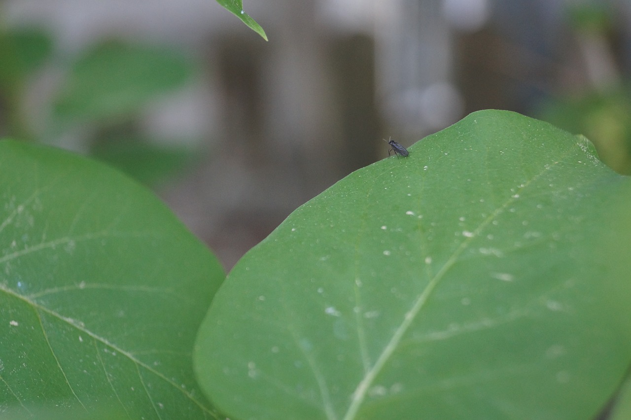 lilac  insect  fly free photo