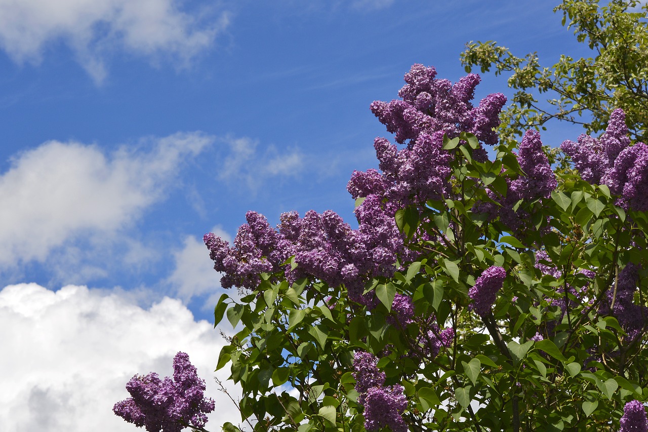 lilac  sky  magenta free photo