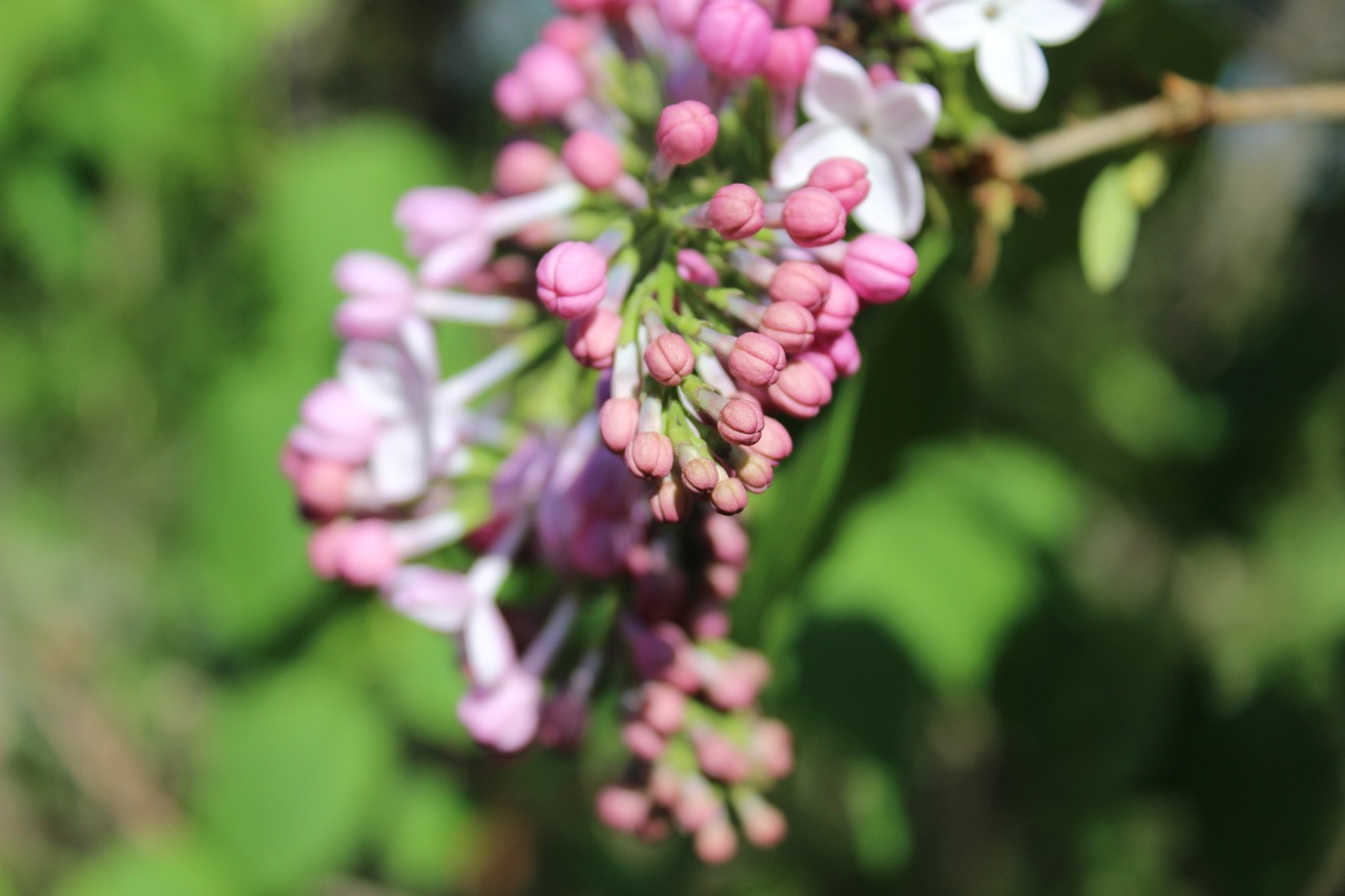 lilac buds purple lilac free photo