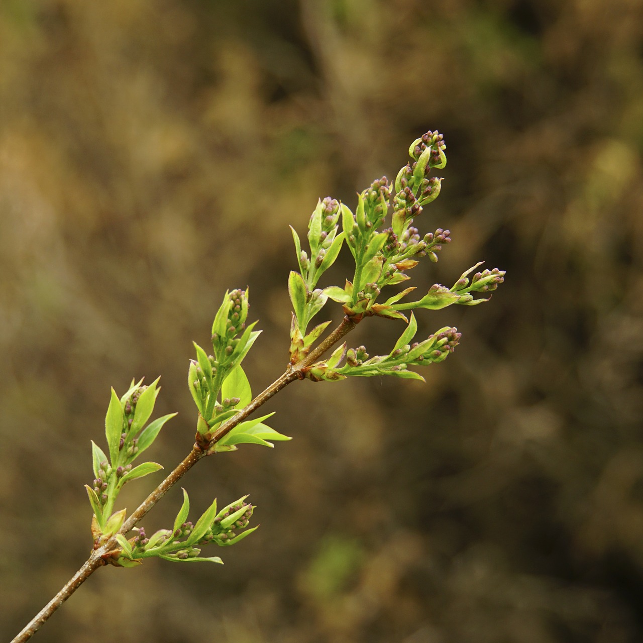 lilac bud new free photo