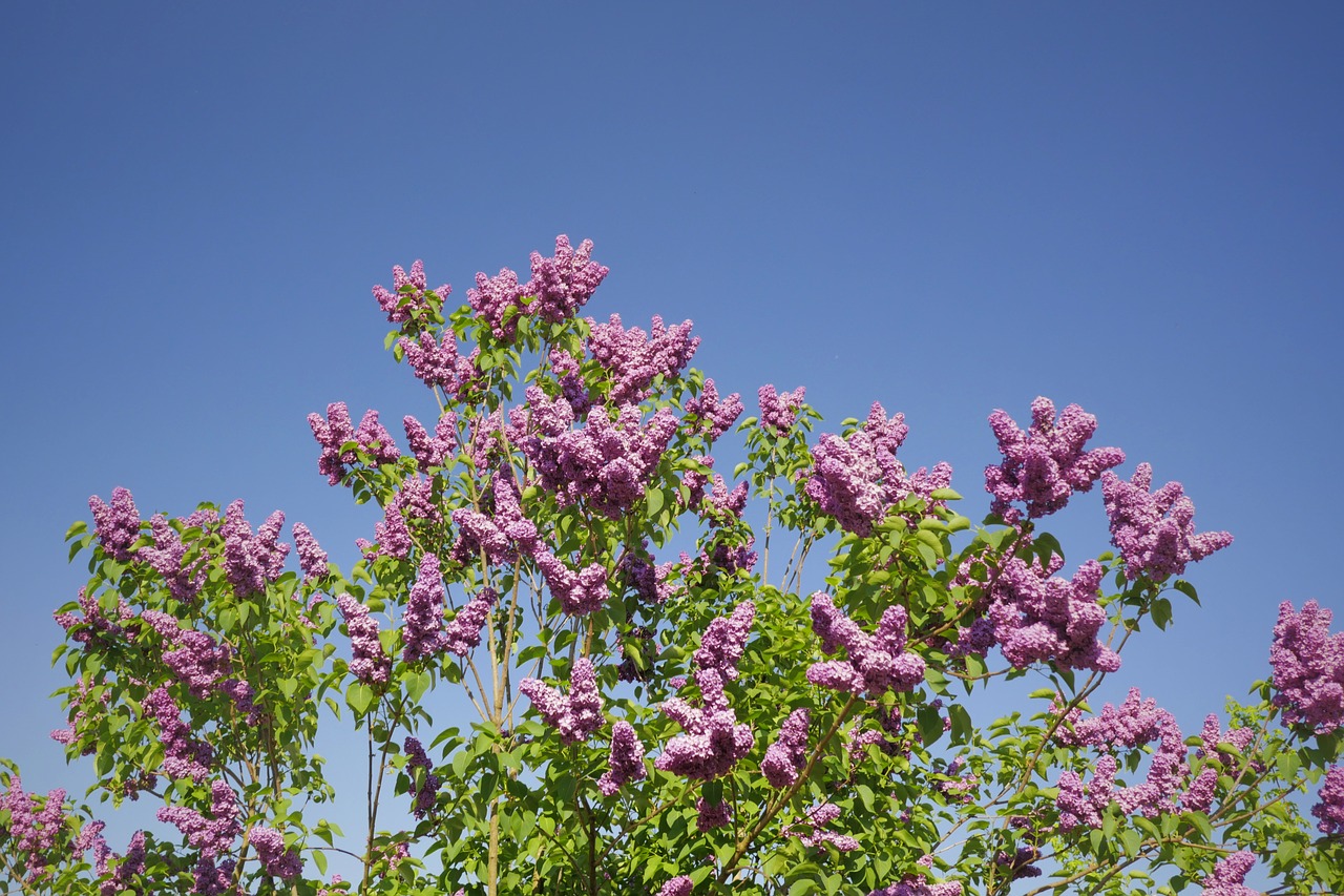 lilac  purple  blossom free photo