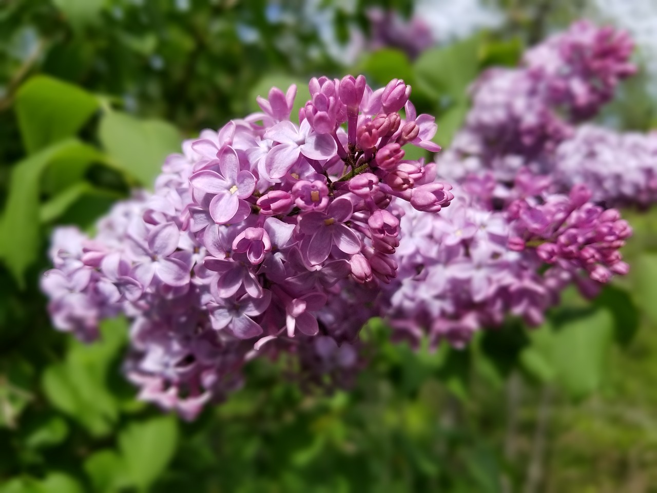 lilac  lilac bush  flowers free photo