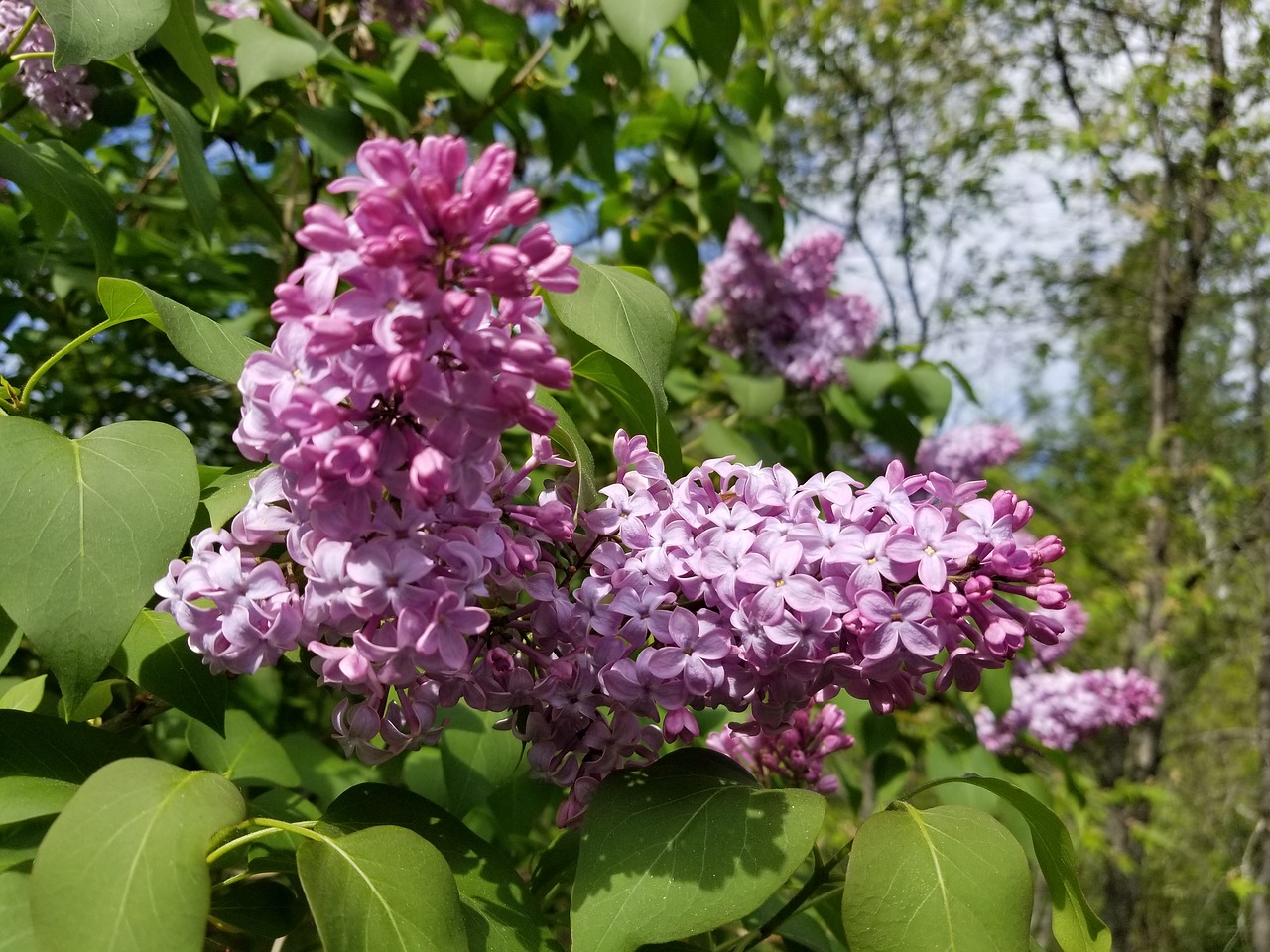 lilac  lilacs  lilac tree free photo