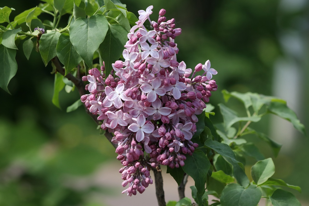 lilac  spring  summer free photo