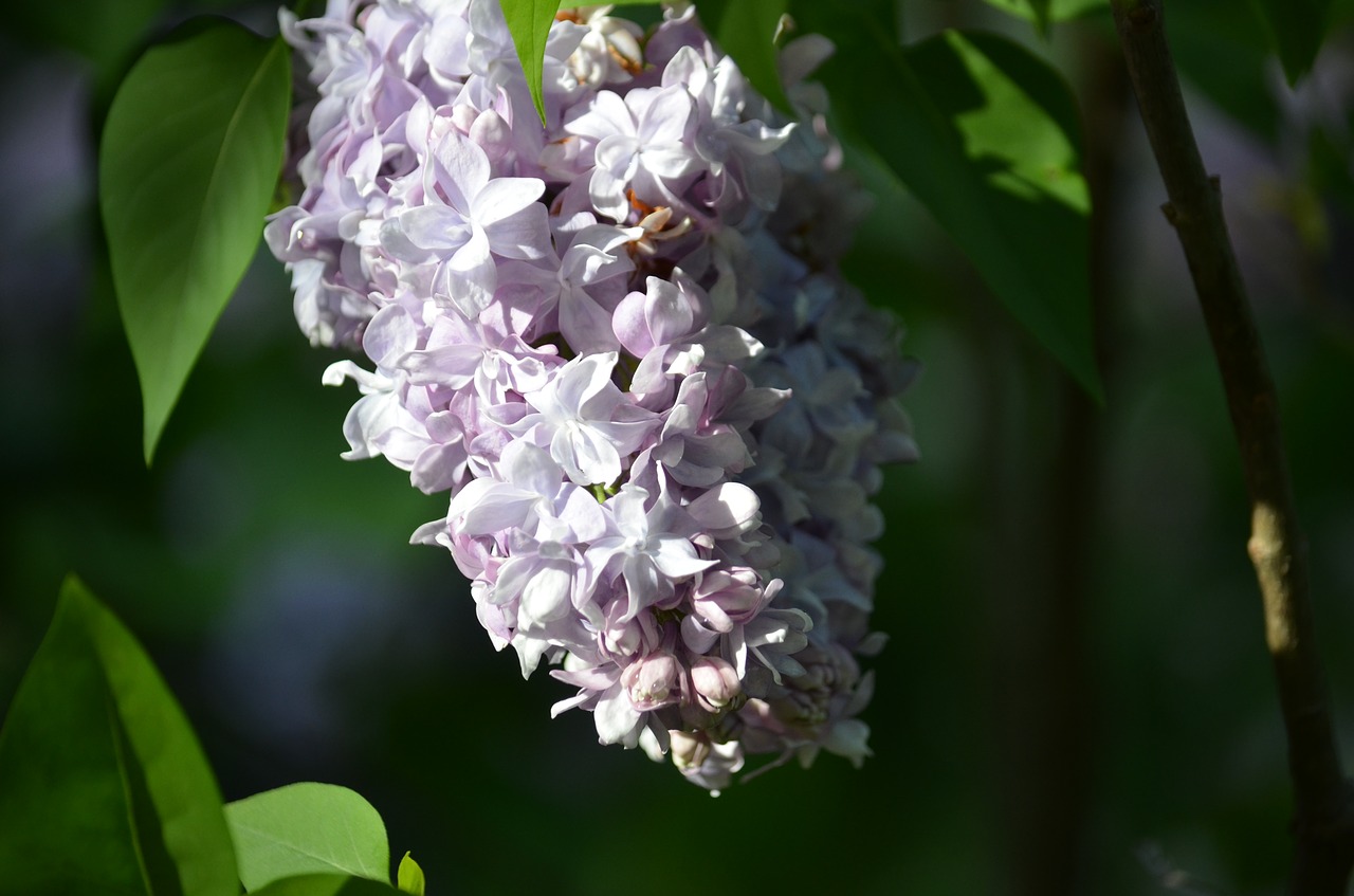 lilac  flowers  spring free photo