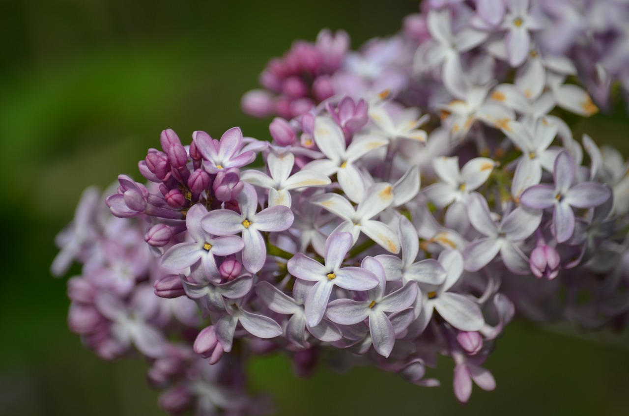 lilac  close up  nature free photo