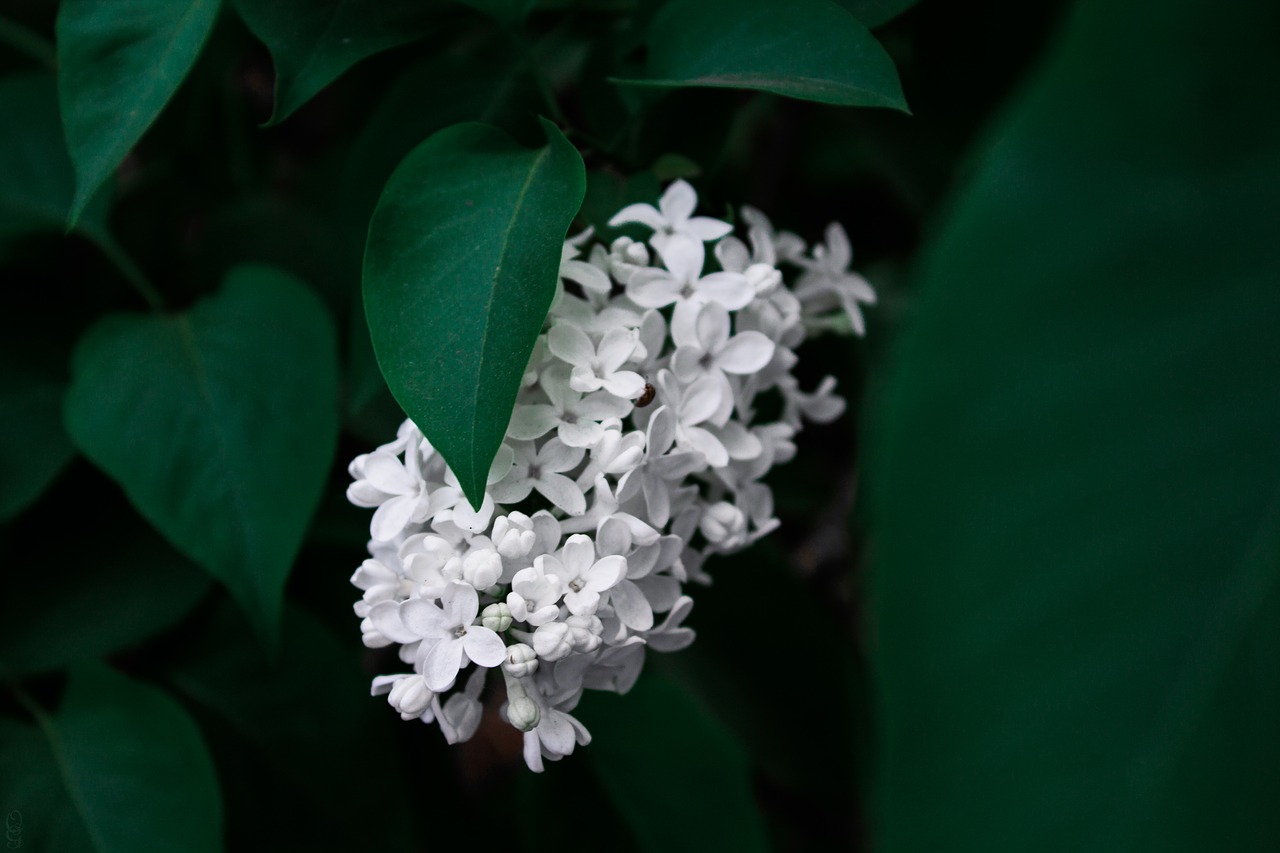 lilac  flowers  purple free photo