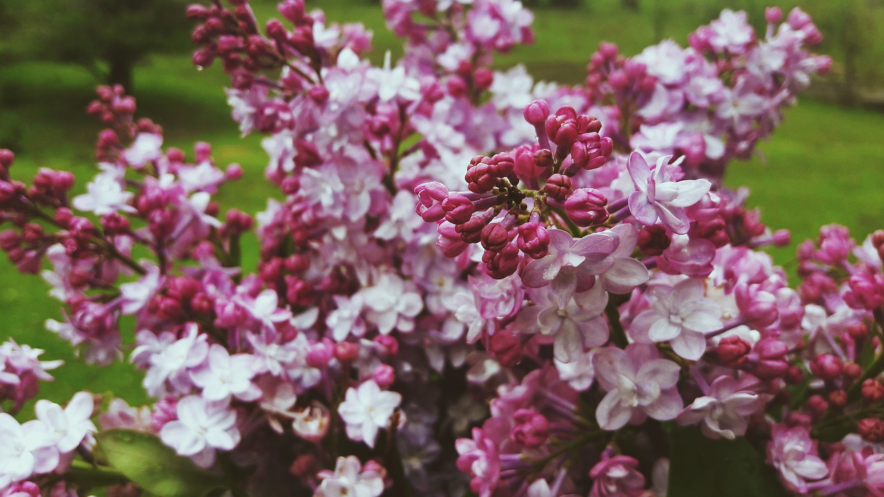 lilac  flowers  summer free photo