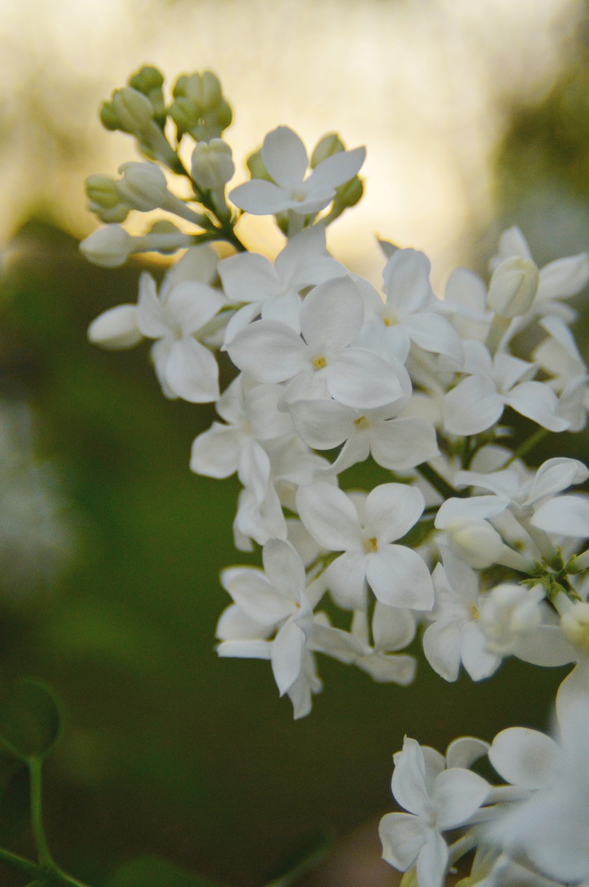 lilac  green  white free photo