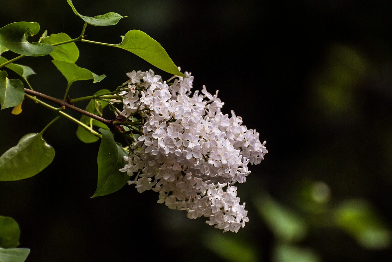 lilac  rain  summer free photo