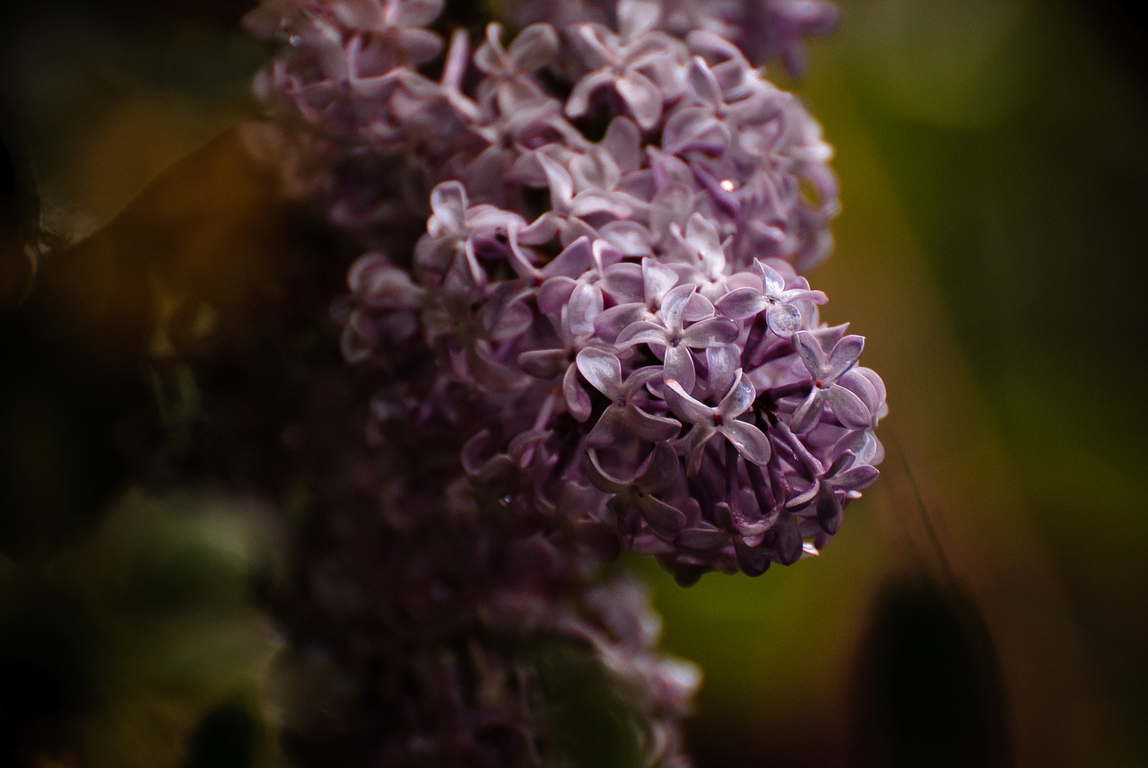 lilac  rain  flowers free photo