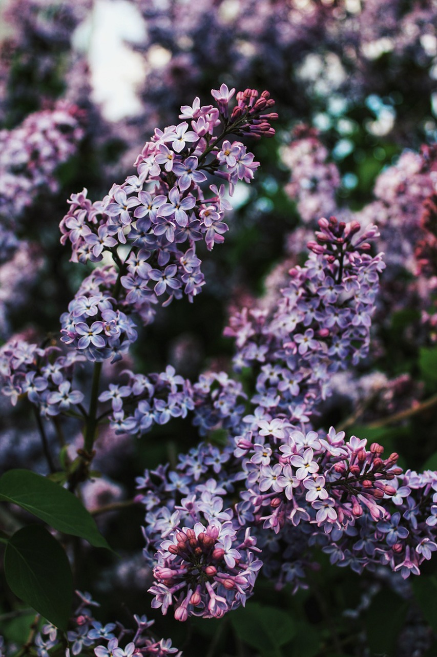 lilac  purple  flowers free photo