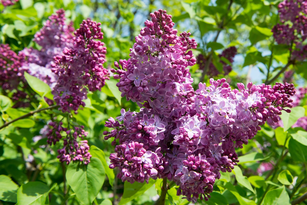 lilac  blossom  flower free photo