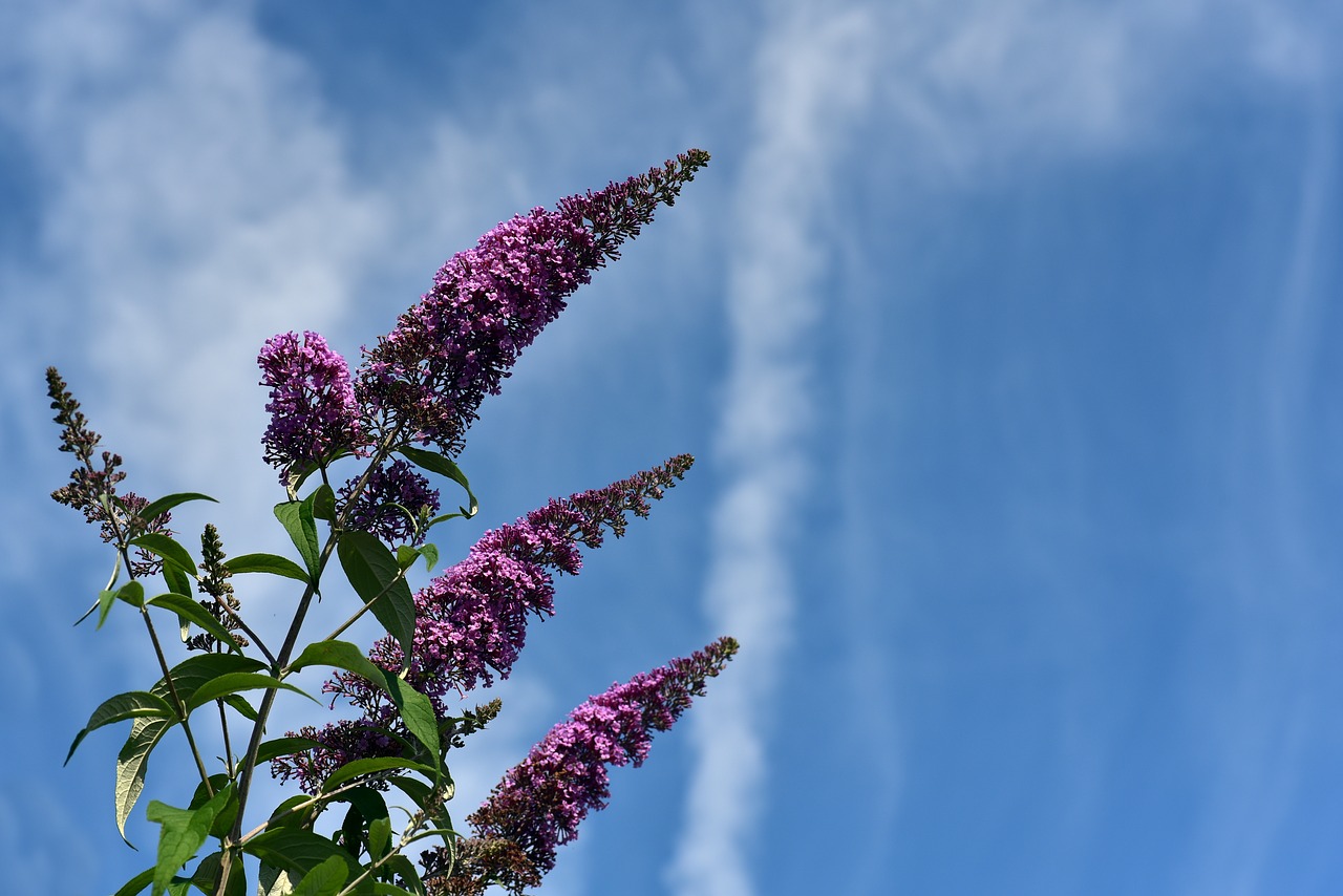 lilac  sky  clouds free photo