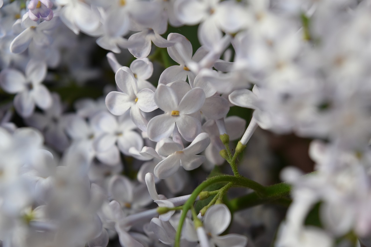 lilac  flower  spring free photo