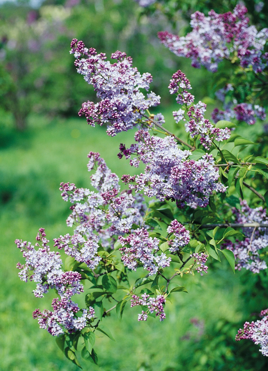 lilac shrub flowers free photo