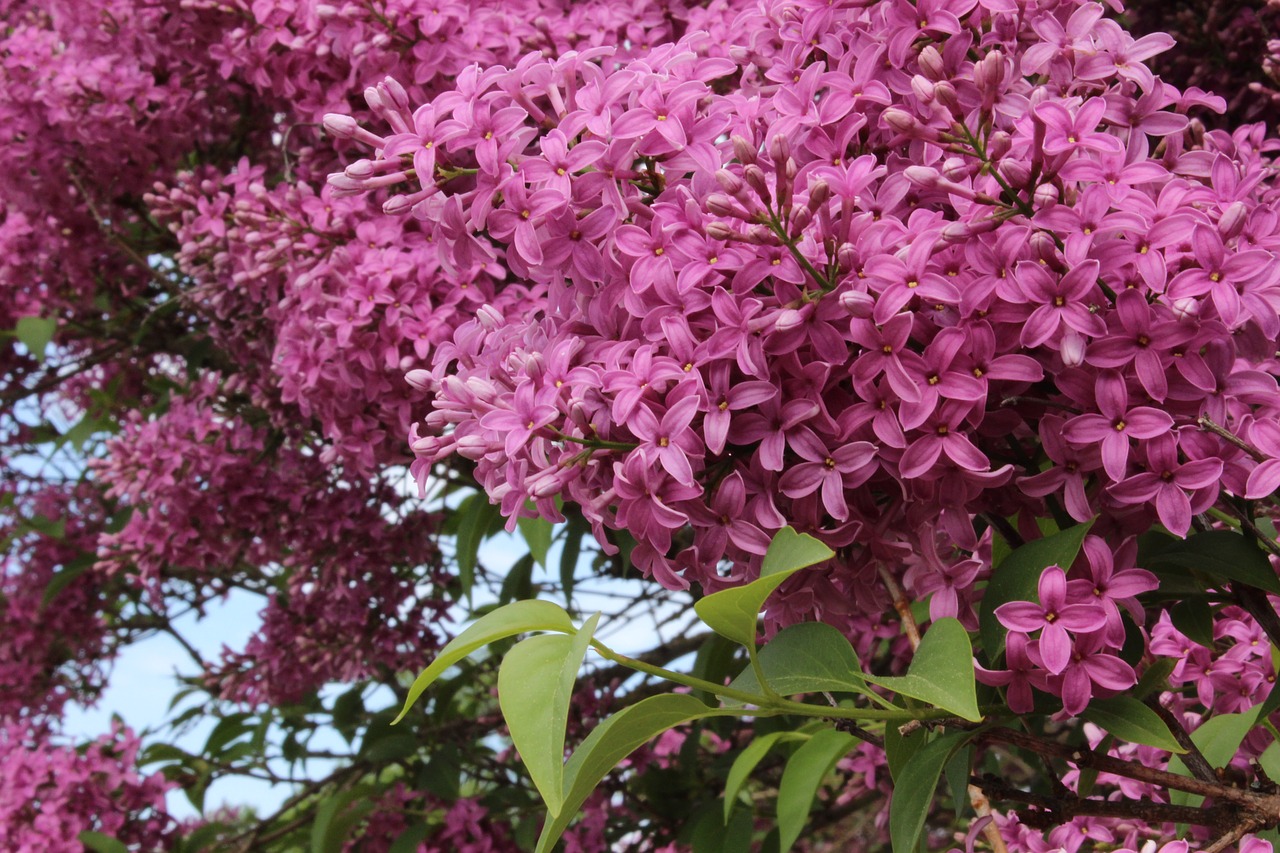 lilac  pink  blossom free photo