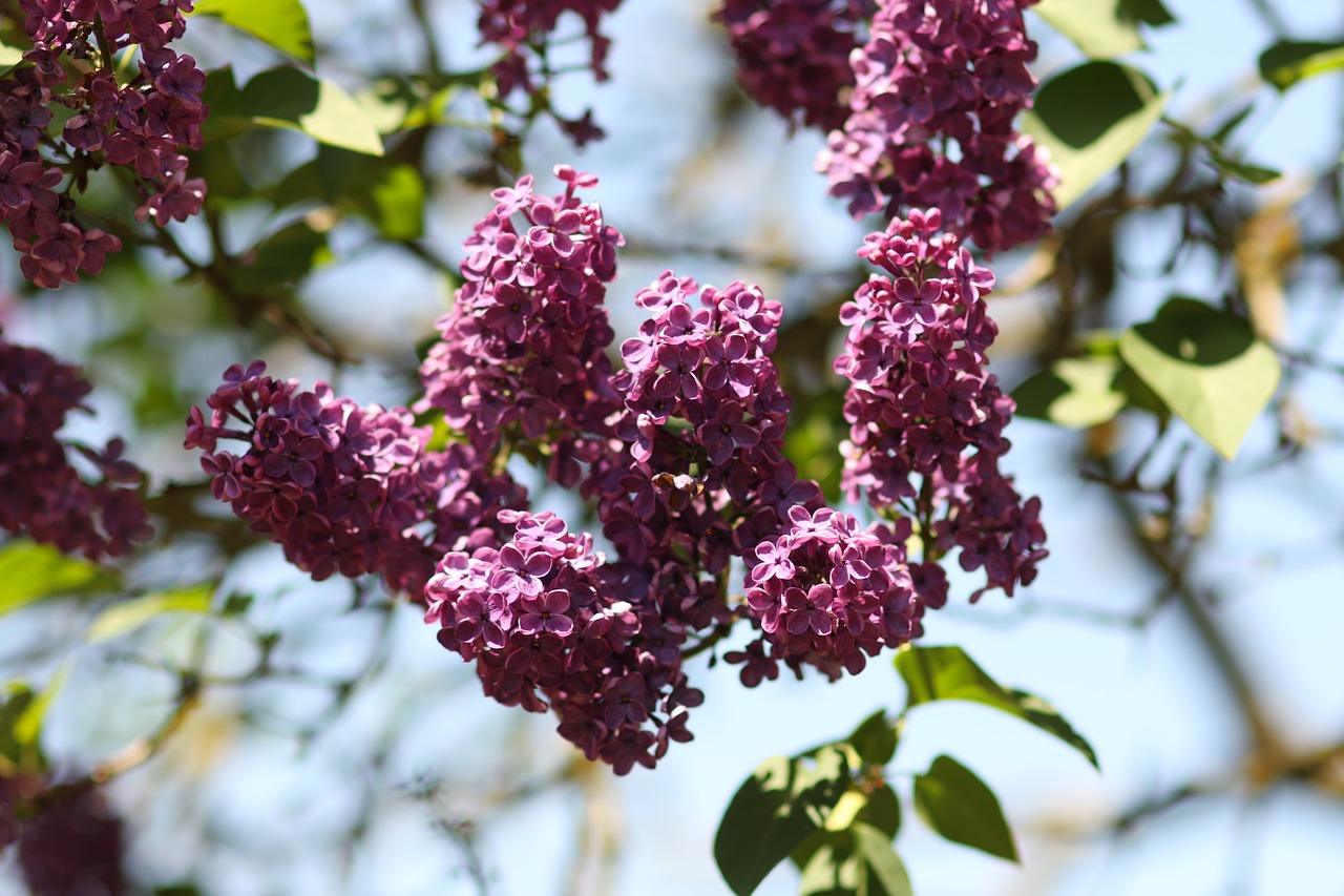 lilac  tree  flowers free photo