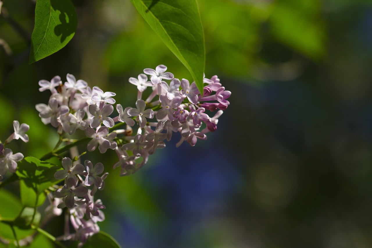 lilac  mov  blooming free photo