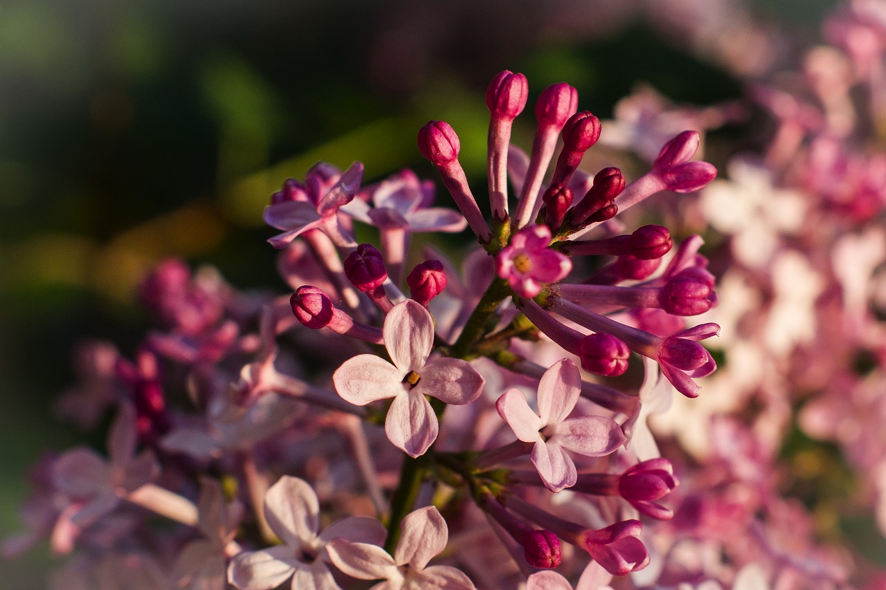 lilac  pink  flowers free photo