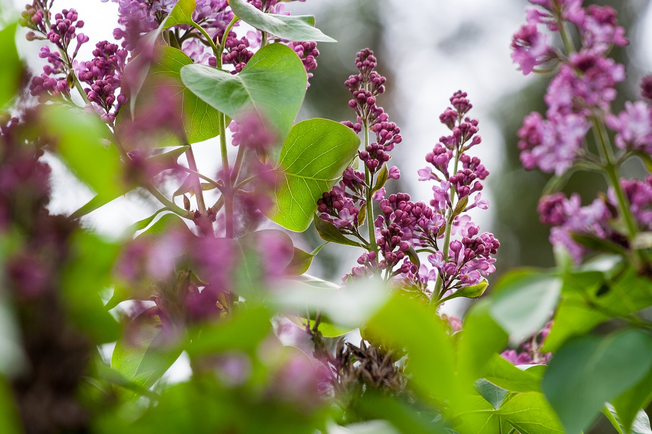 lilac  bush  bloom free photo