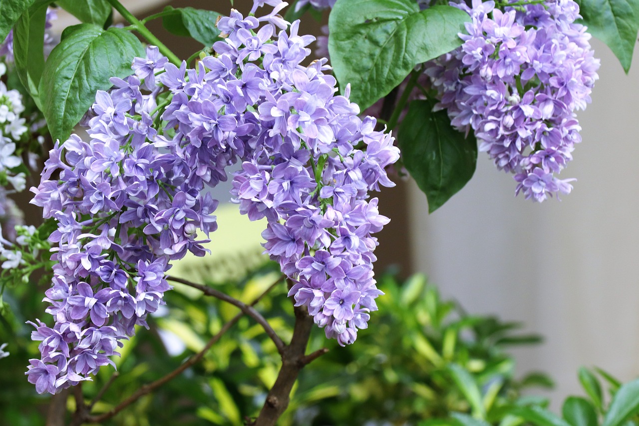 lilac  spring  bloom free photo