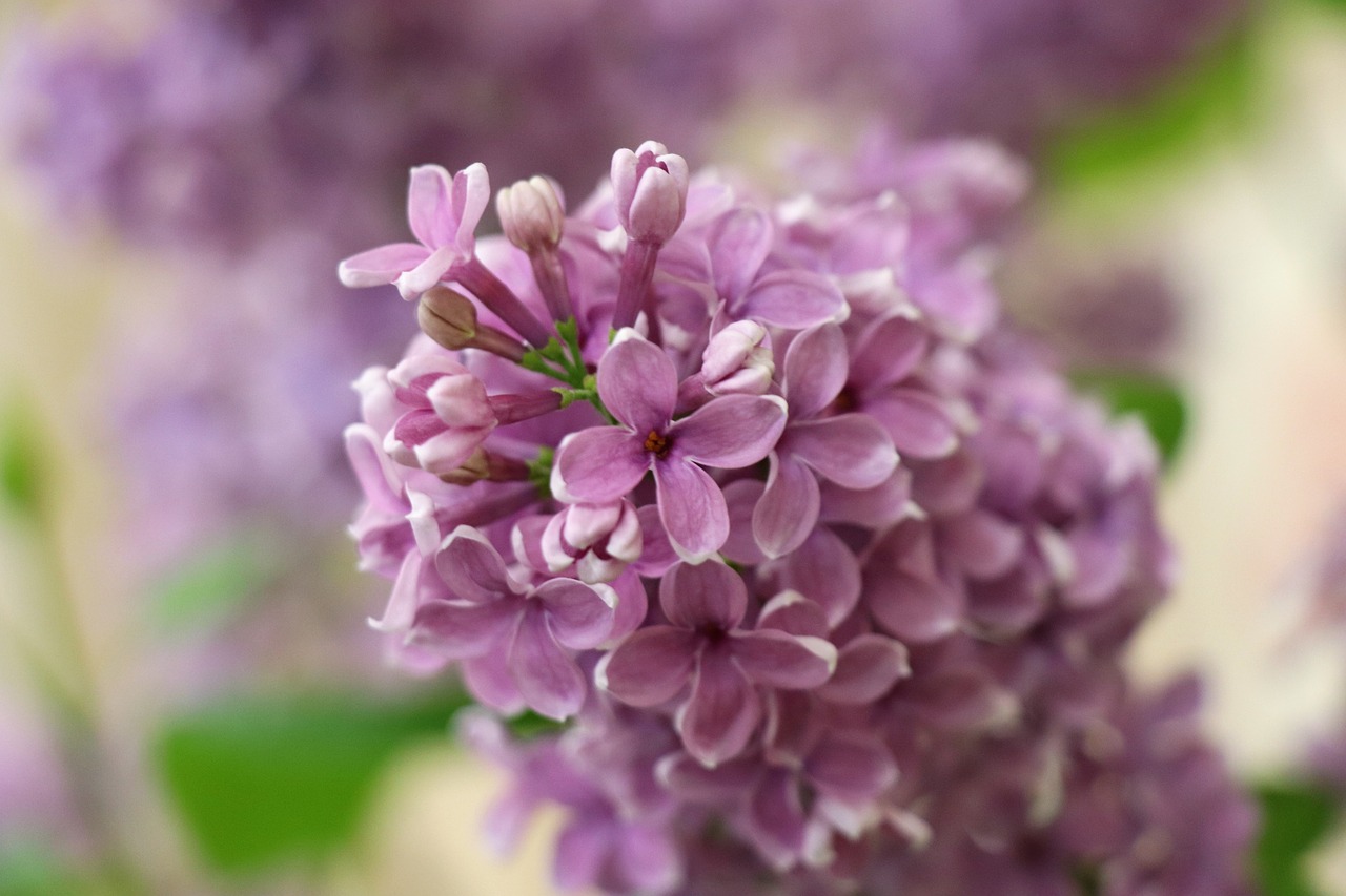 lilac  pink  branch free photo