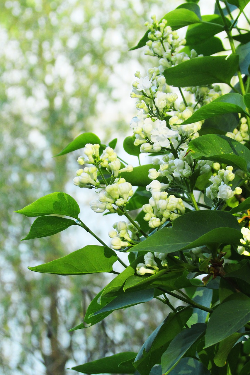 lilac  white  spring free photo