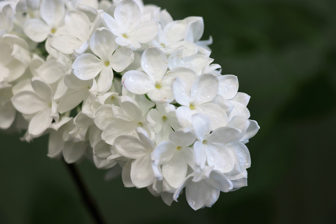 lilac  white  spring free photo