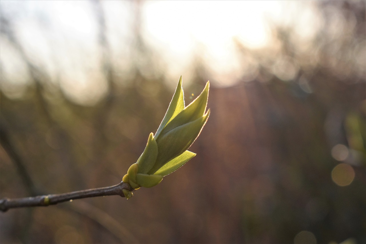 lilac  leaves  spring free photo