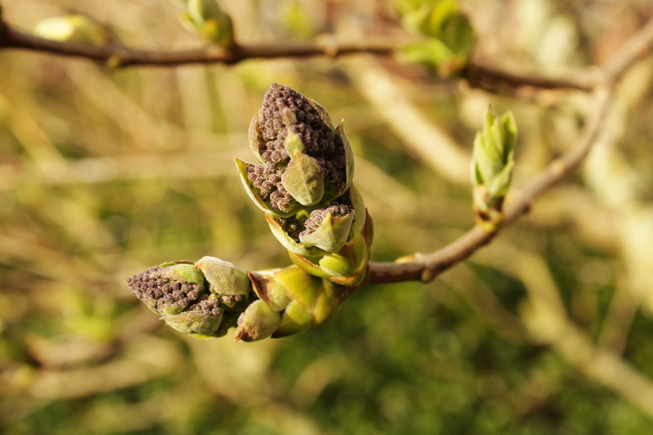 lilac  flower  spring free photo