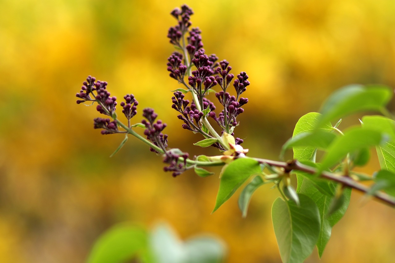 lilac  mov  flowers free photo