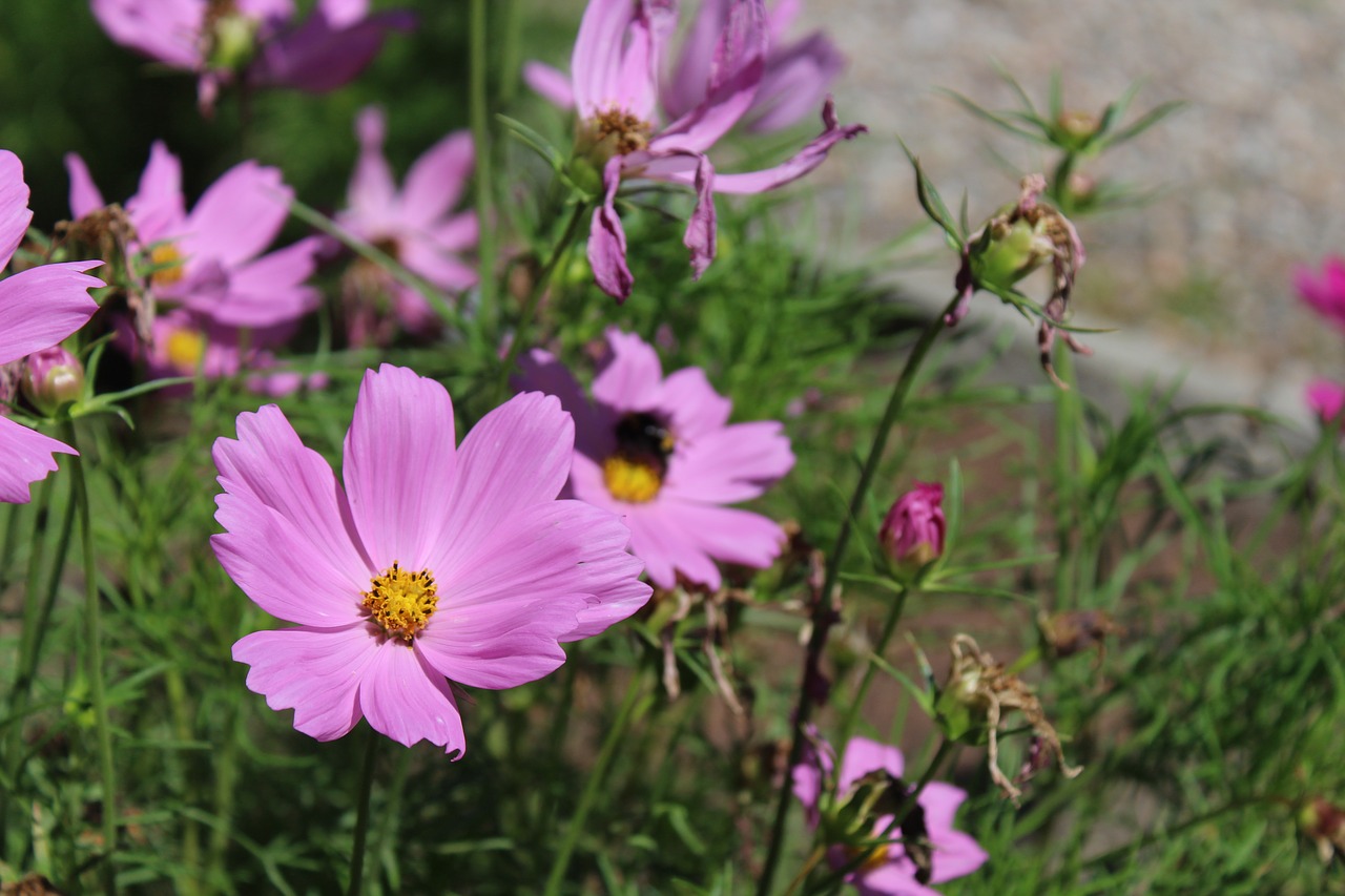 lilac  flower  bee free photo