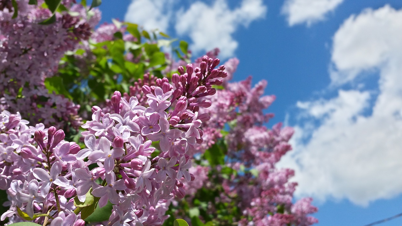 lilac  flowers  spring free photo